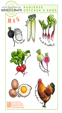 Radishes, Chicken & Eggs
