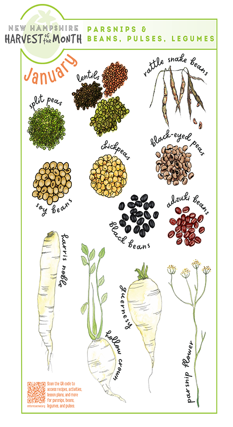 Parsnips, Beans, Pulses, & Legumes